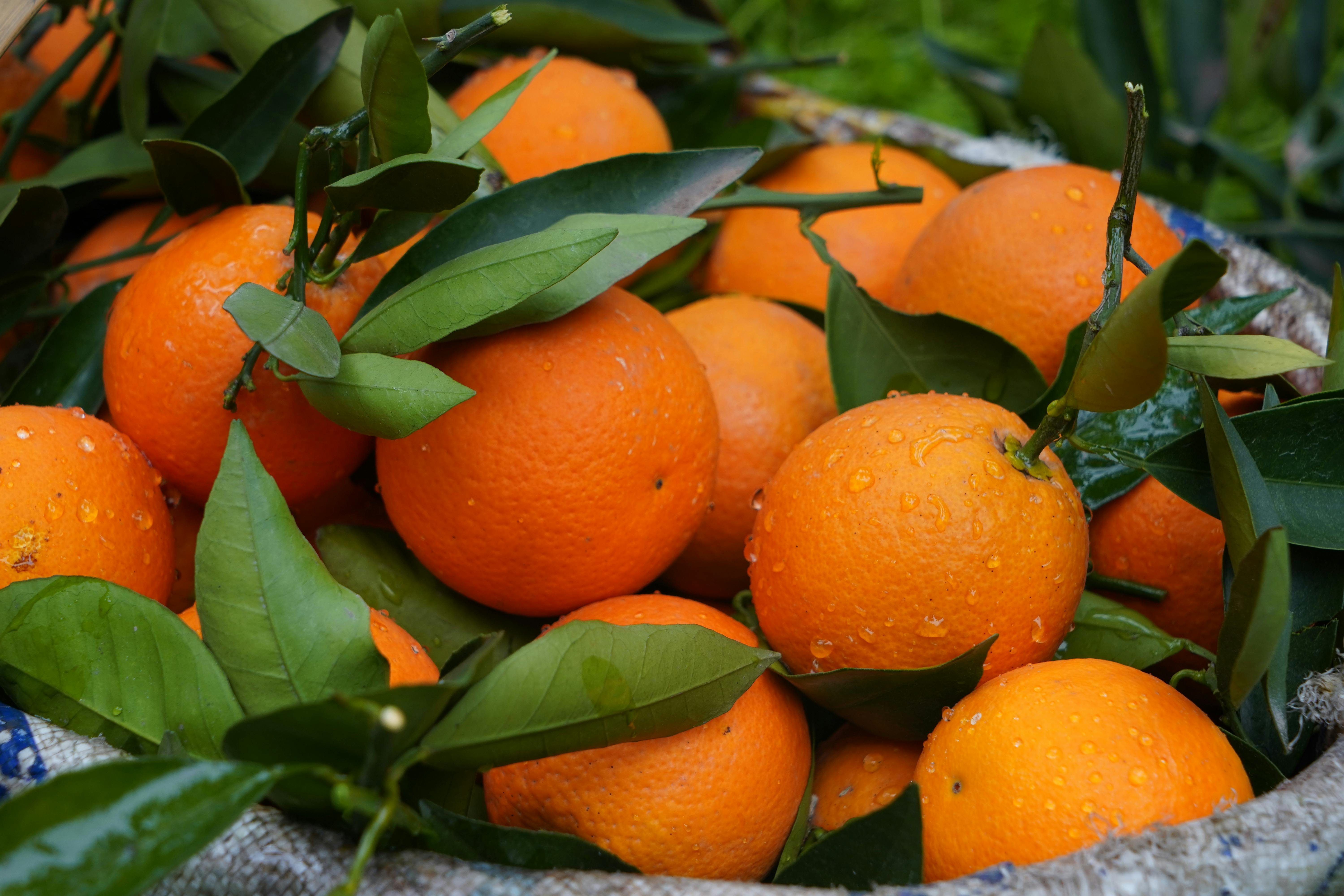Fresh oranges